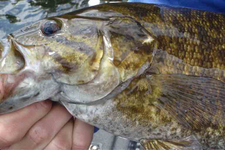 Old-School Bass Fishing With Hair Jigs