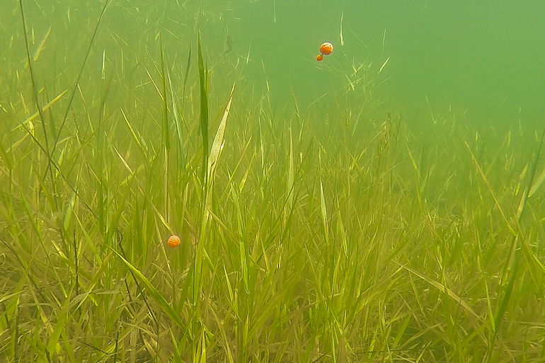 Floating Lures For Trout