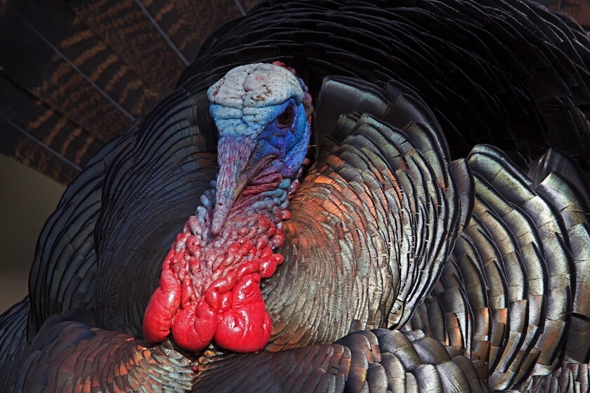 Hunting Humor: It's Her Call on a Young Couple's Turkey Hunt