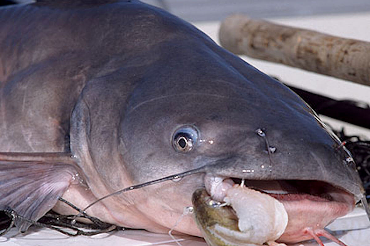 Pro Tips for Hooking a Big Catfish This Fall - Game & Fish