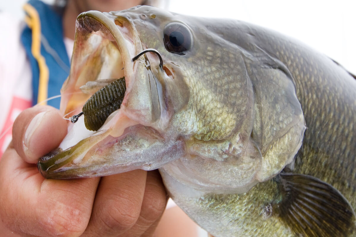 Select the Right Hooks for Your Bass Soft Plastics