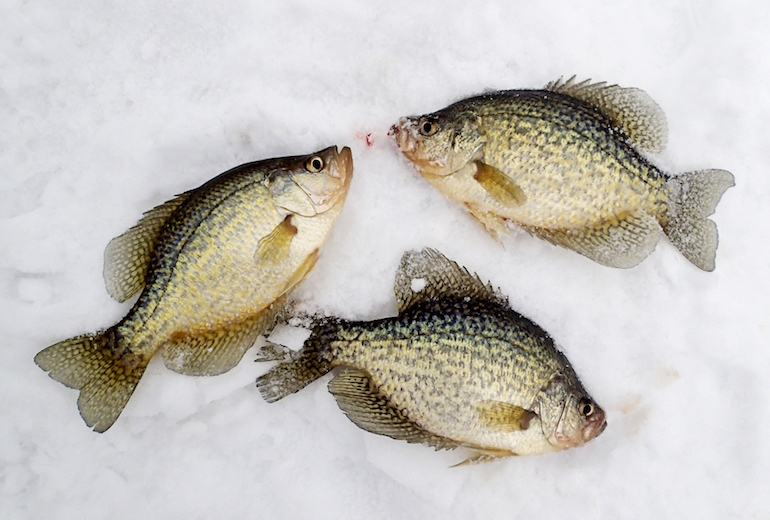 Ice Fishing: Avoid These Panfish Mistakes