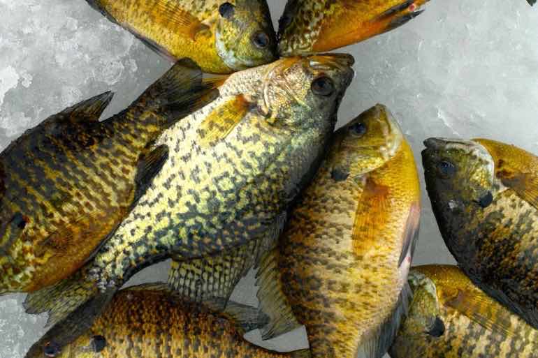 Panfish System on Ice