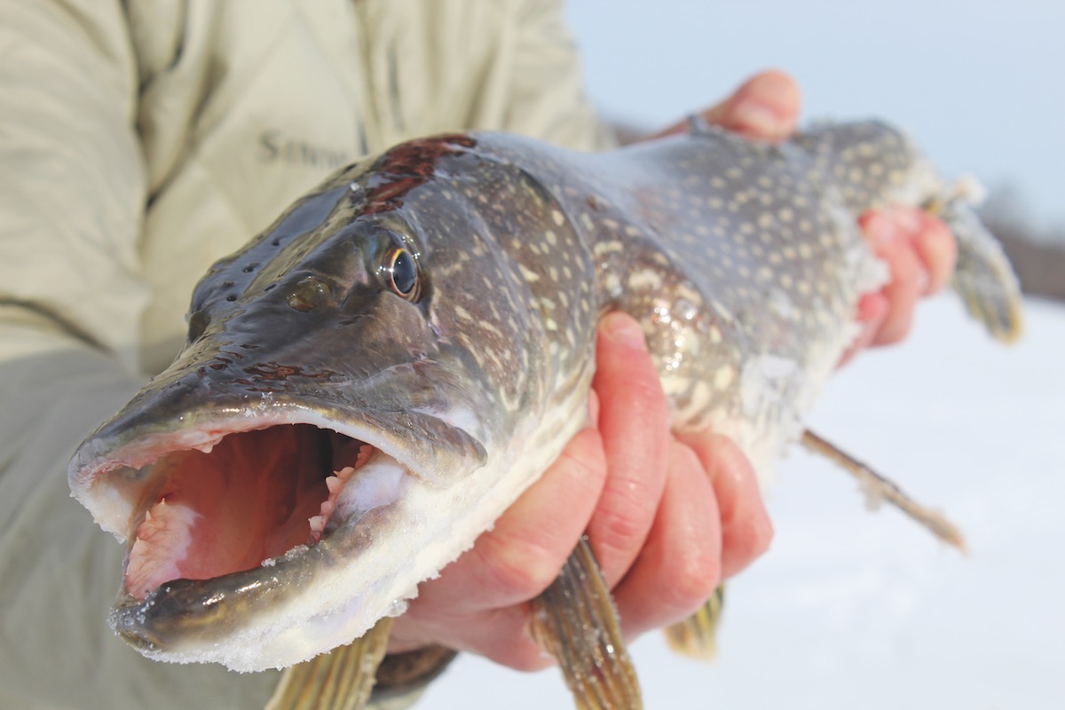 The Frozen North: Multi-Species Lake-Hopping in the Adirondacks