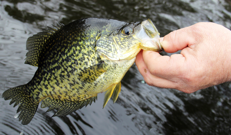 Crappie Fishing Weeds During Mid-Summer