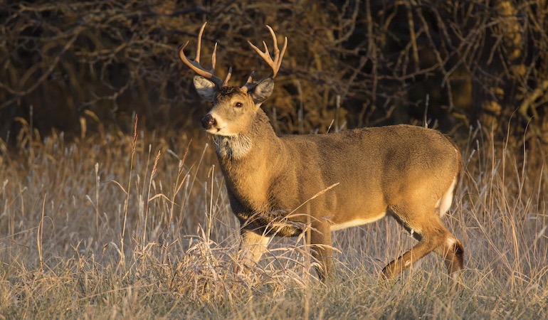 Kansas deer Management timeline