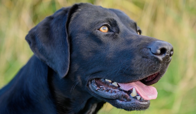 No-Frills First-Aid Kit for Hunt Dogs