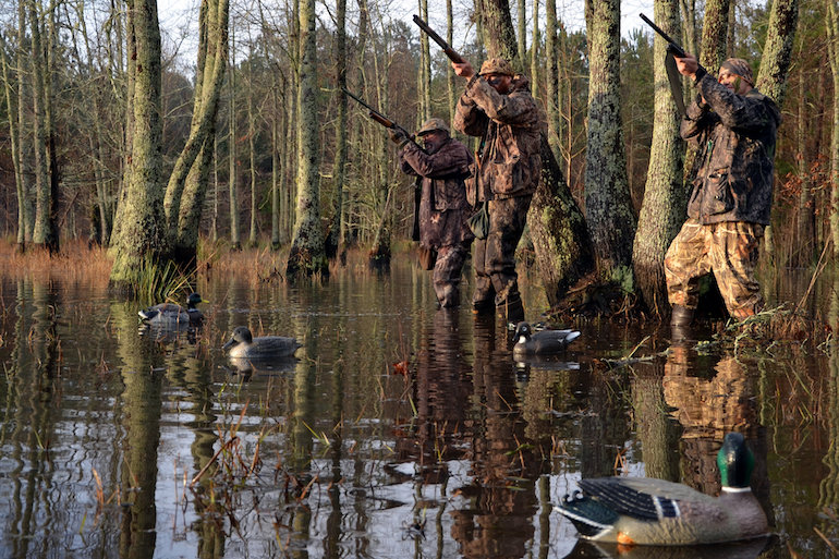 mallards landing in timber