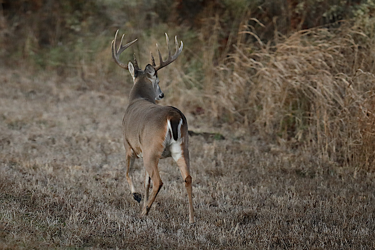Late-Innings Whitetails: How to Rally for a Southern Giant