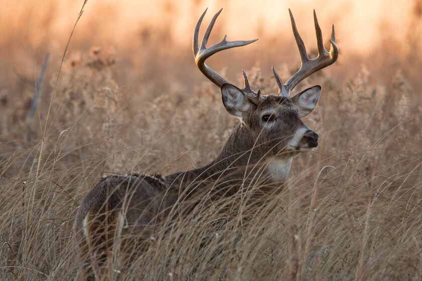 Whitetail Intel: Use Last Year's Lessons for Success this Deer Season