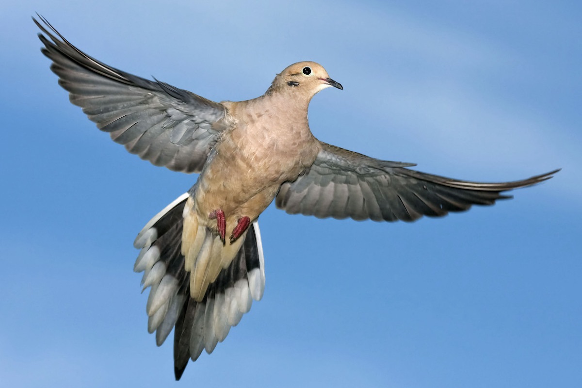 Dekes Up: Get Your Dove Decoys Off the Ground