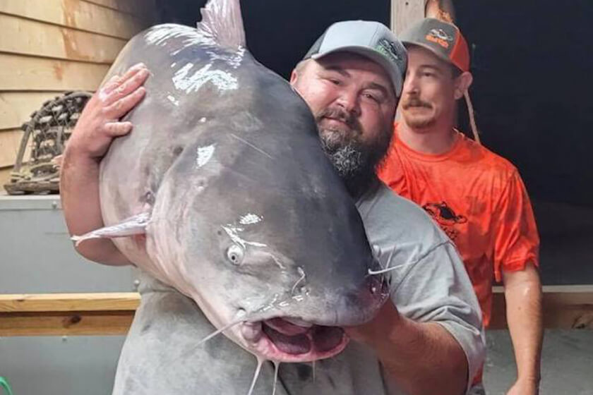 127 Pounds! Pending Record Blue Catfish Reported