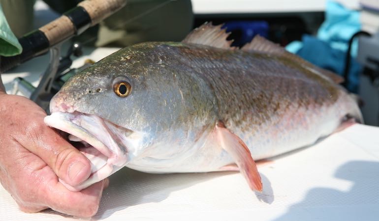 North Carolina's Best Saltwater Fishing