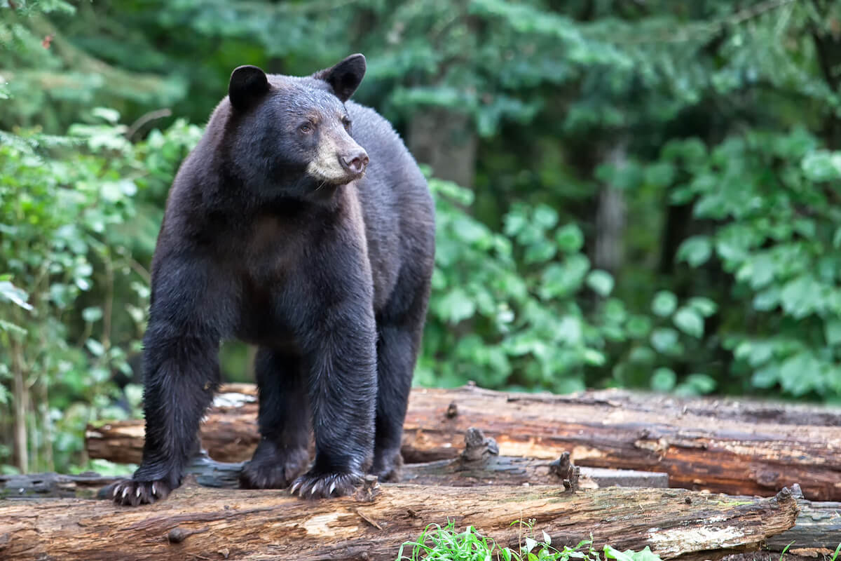 American Black Bear  Missouri Department of Conservation