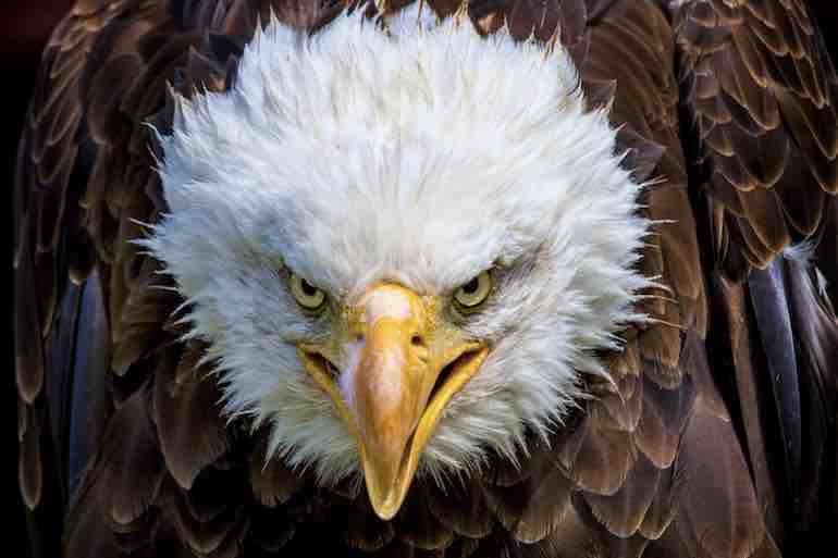 NSSF: Bald Eagles Make Amazing Comeback; Hunter-Shaming Continues