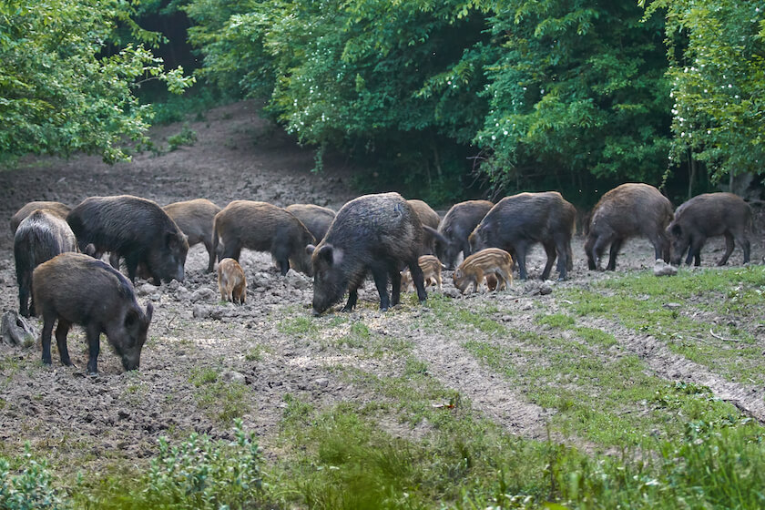 NSSF: Feral Hog Hunting Good for Freezer, Conservation
