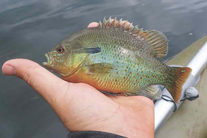Get Back in the Groove with Panfish on the Fly