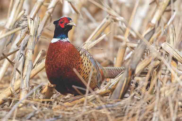 Bucket List: Public Upland Bird Hunting in the Sunflower State