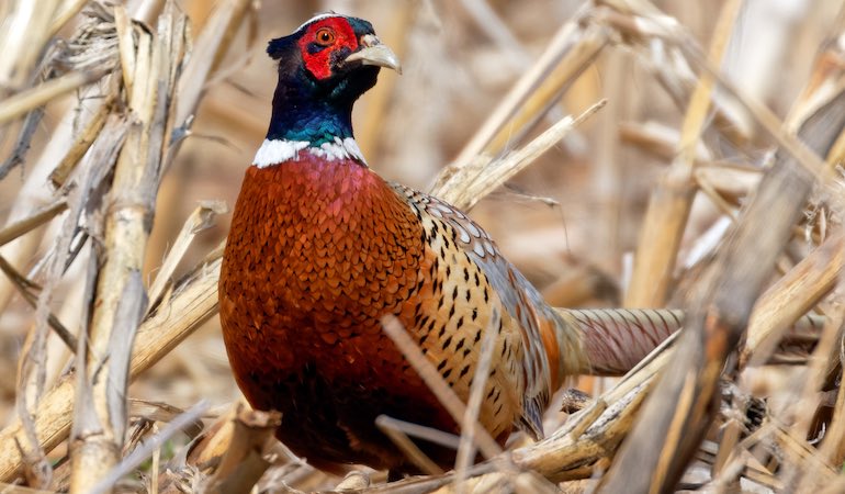 Welcome to the Pheasant Hunting Mecca