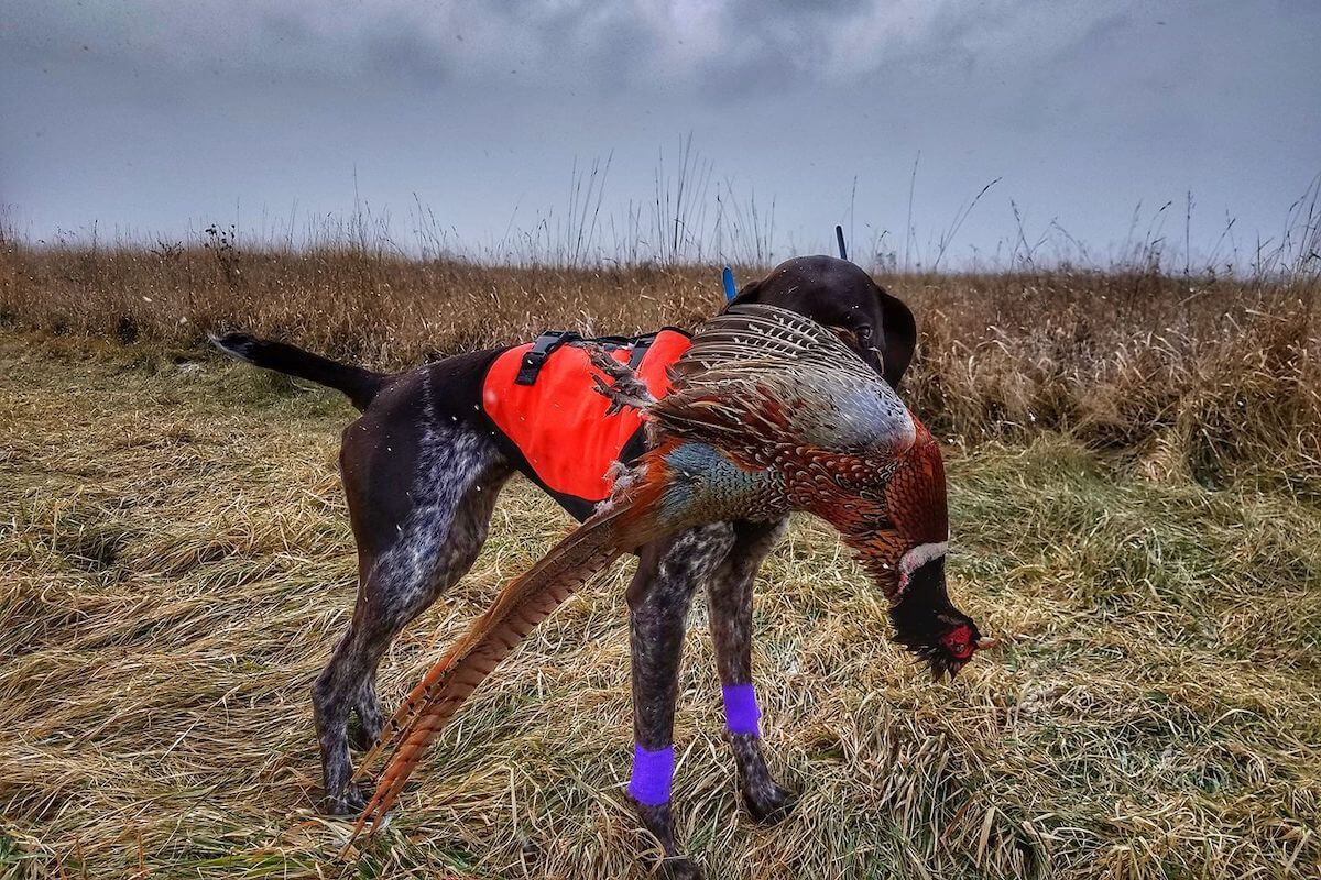 Early Season Tips for Pheasant Hunting Success