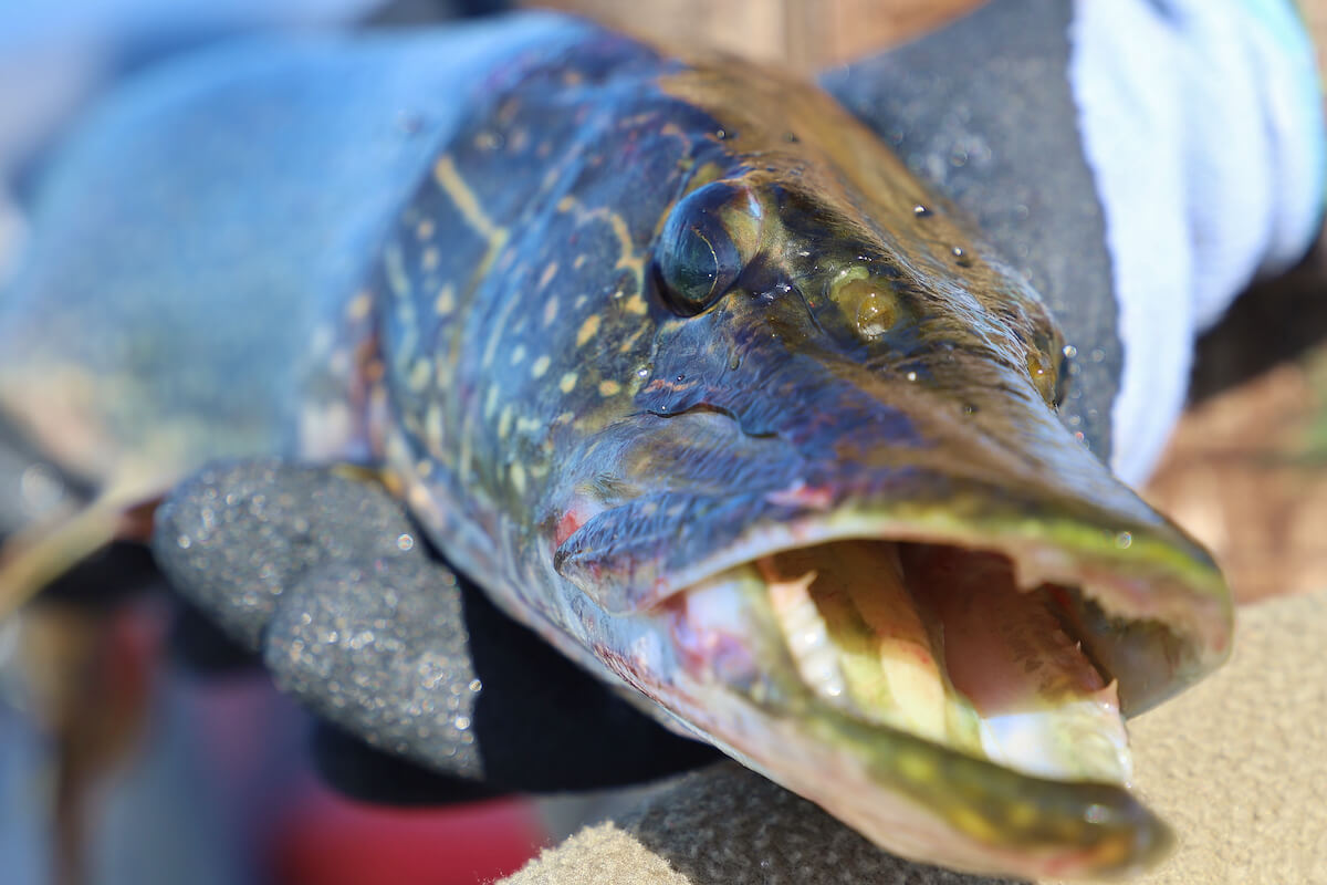 Get on Point for Monster Fall Pike