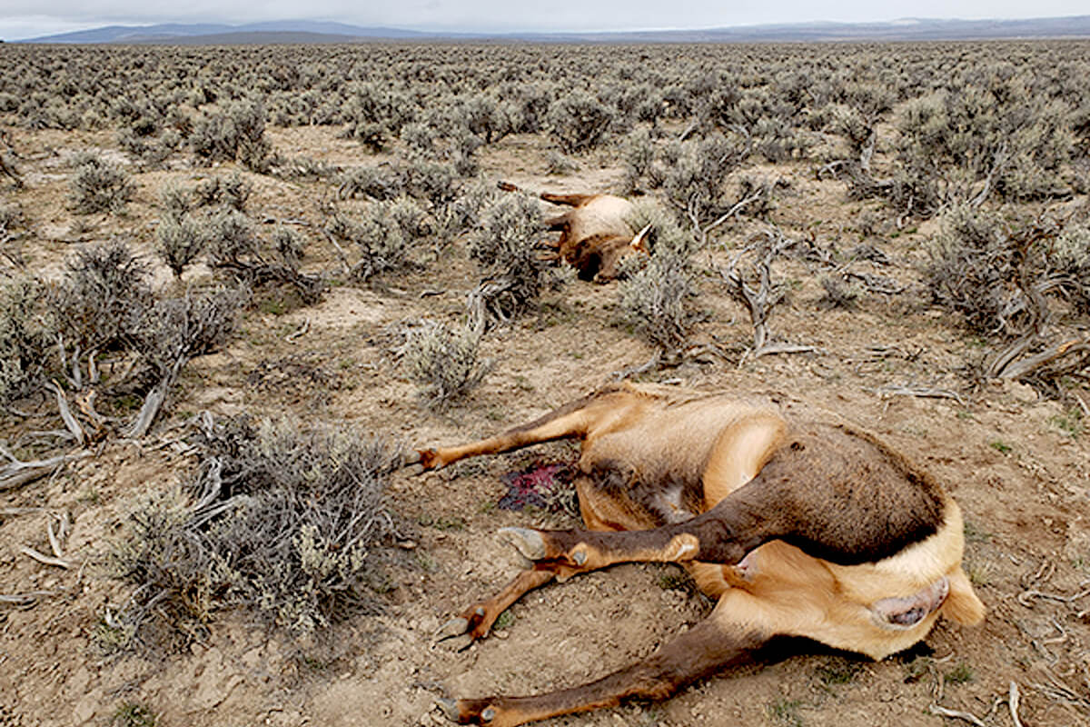 Assessing the 'Dark Figure' of Poaching in America