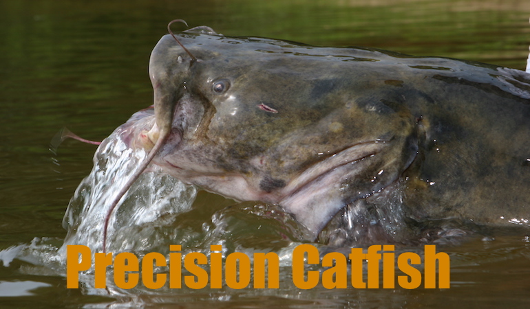 How to Hit the Exact Spot at the Exact Time for Catfish - Game & Fish
