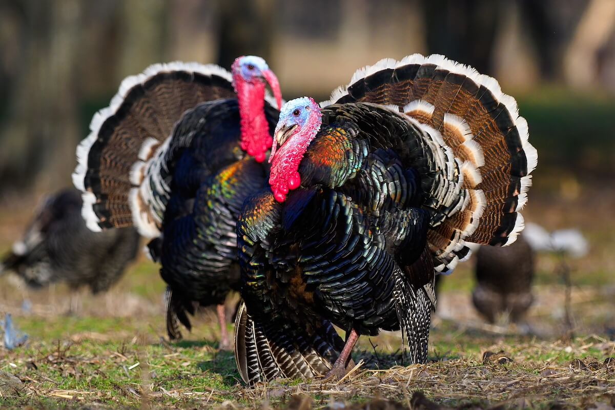 How to Make It the Best Turkey Season of Your Life
