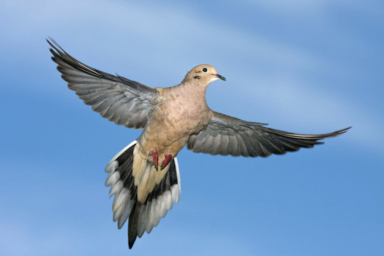 Food and Weather Key to Effective Dove Scouting