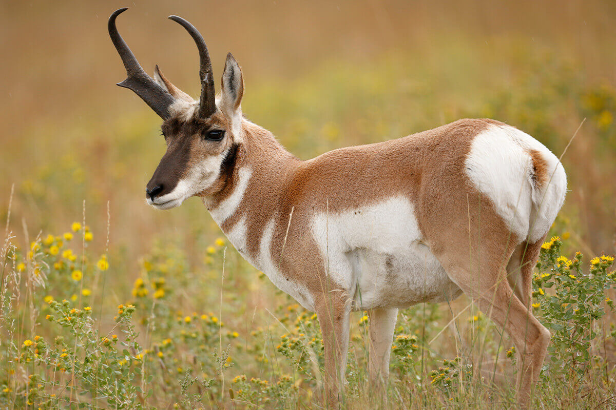 Tag the Best Pronghorn of Your Life This Season