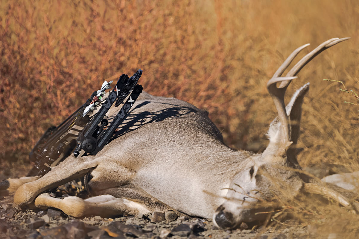 Adapt Your Hunting Approach on Pressured Public Ground