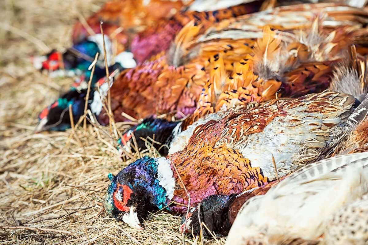 Pull & Peel: Breast-Out Gamebirds in Seconds with this Field
