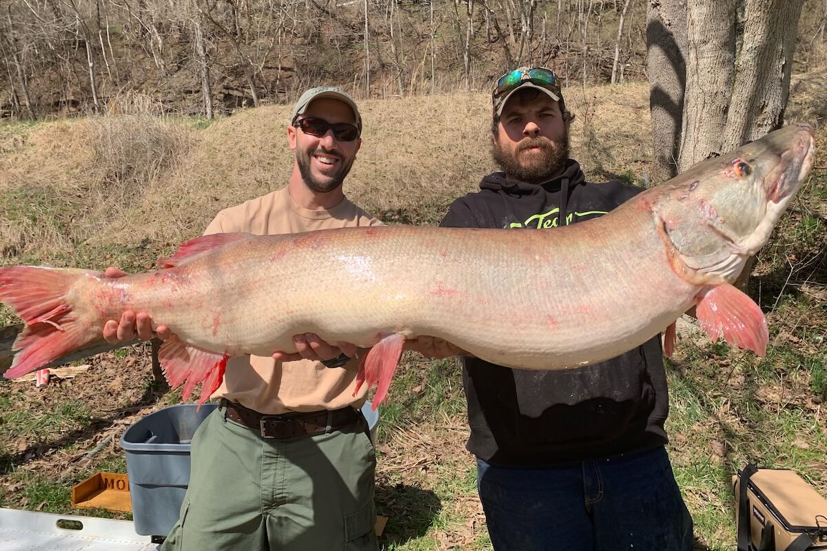 West Virginia Angler Catches Humongous Record Muskie