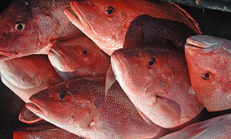 Gulf Red Snapper Could Be Worth $500 Each