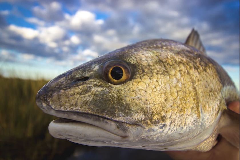 Seeing Red: Top Trophy Spots for Redfish in the South