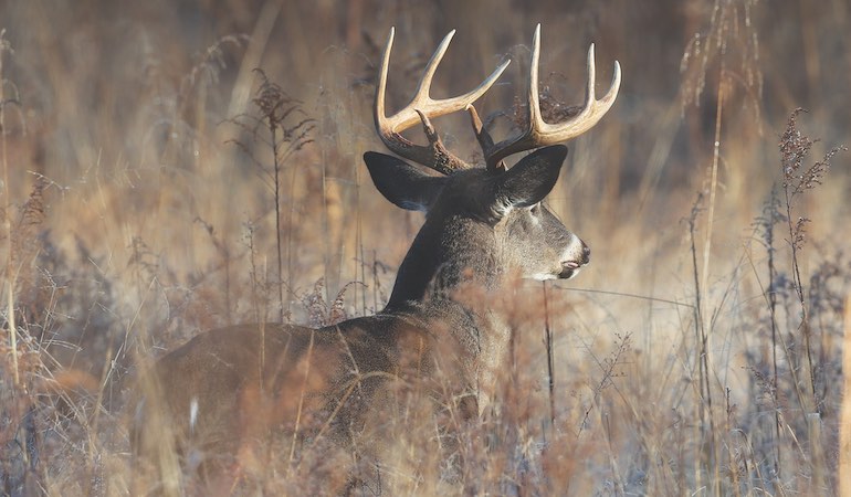 Whitetails: Get Right with the Rut
