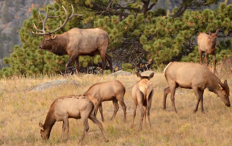 Rocky Mountain Elk Forecast 2019