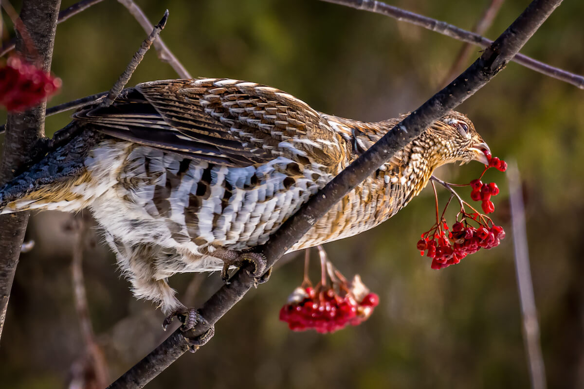 So, You Want to Be a Grouse Hunter? Here's How