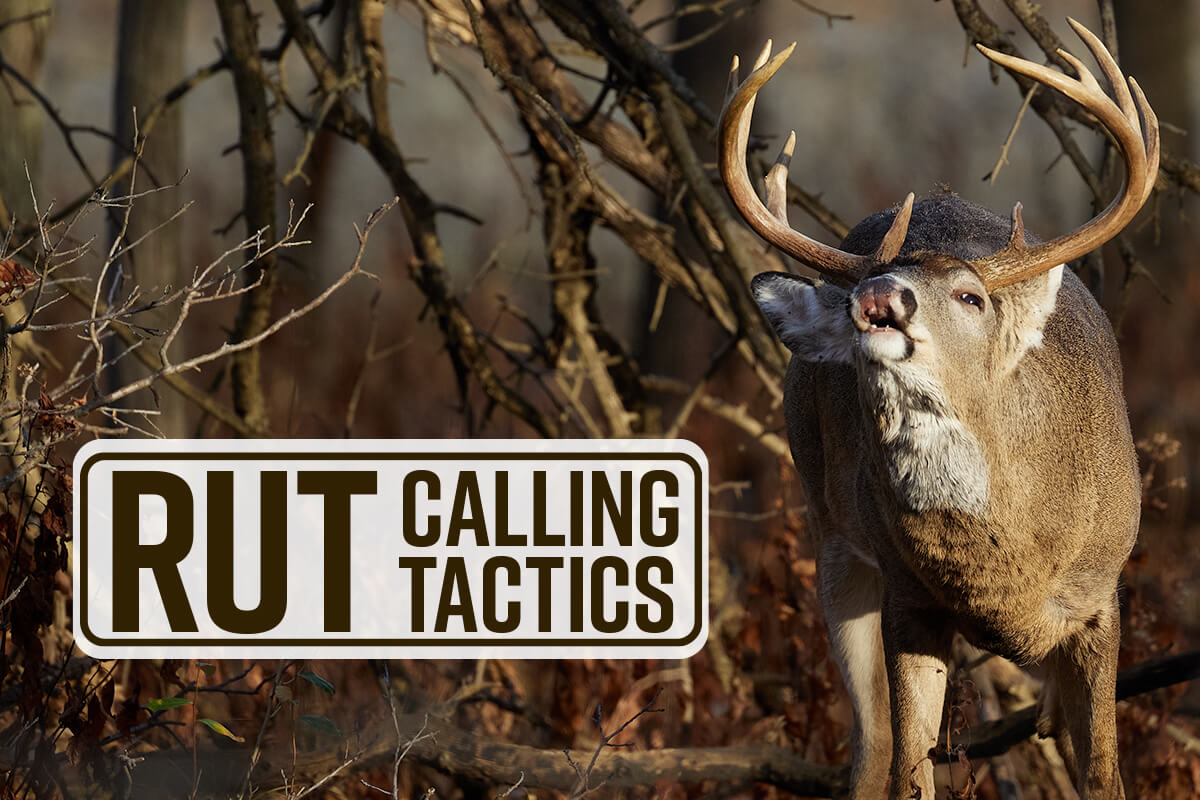 DeerCalling Tactics For Each Phase of the Rut Game & Fish