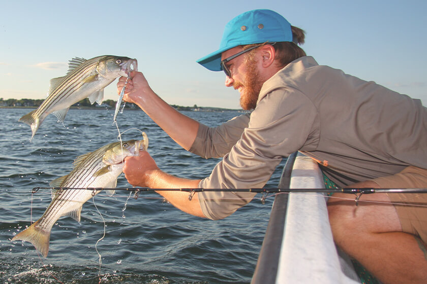 Schoolies in Session for Coastal Stripers
