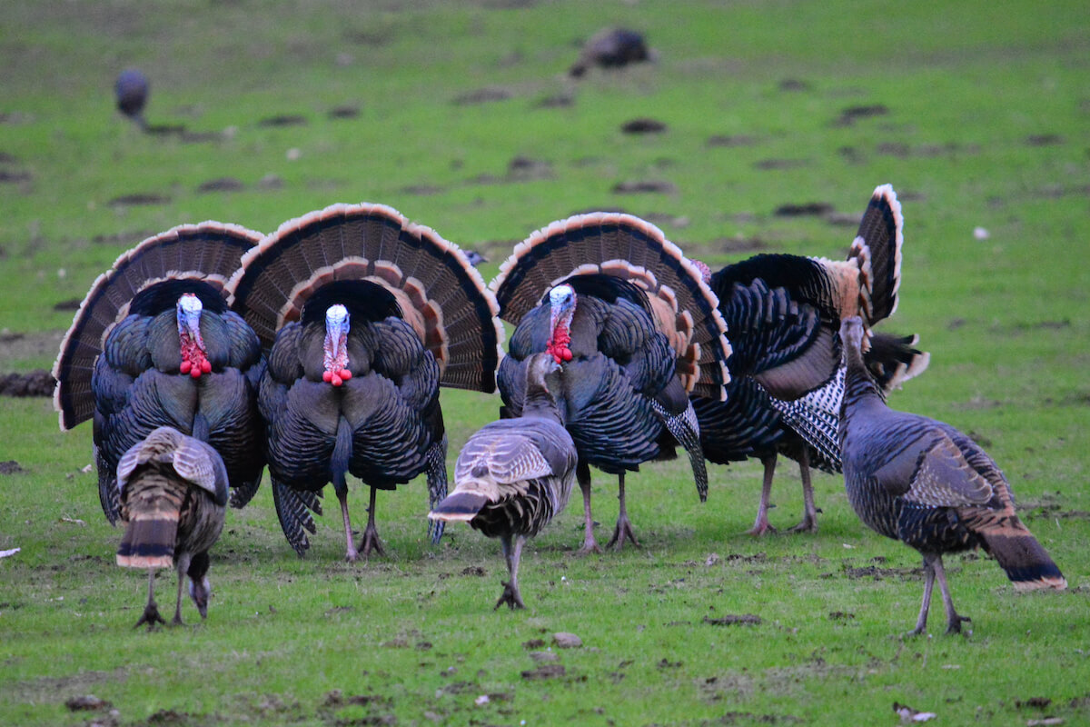Turkey Hunting Facts to Start the Season (SCI)