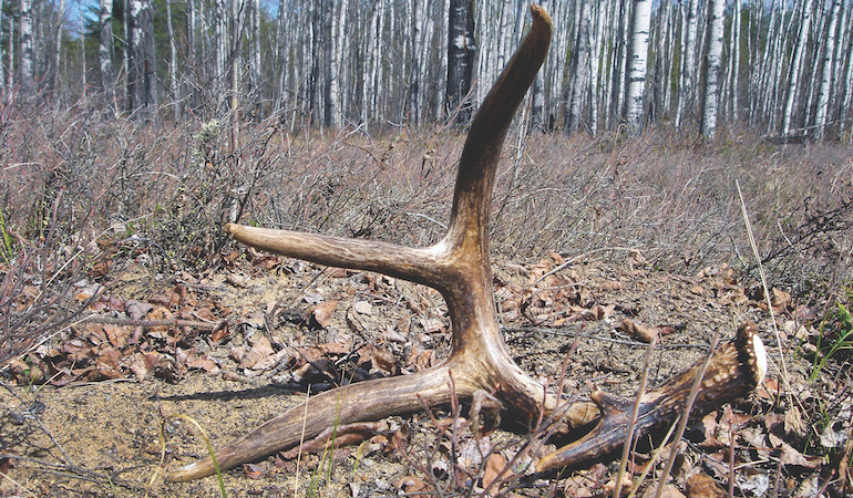 Early Shed Hunting Tactics