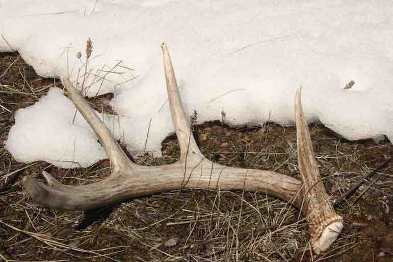 How the Experts Find Shed Antlers, Even on Public Land