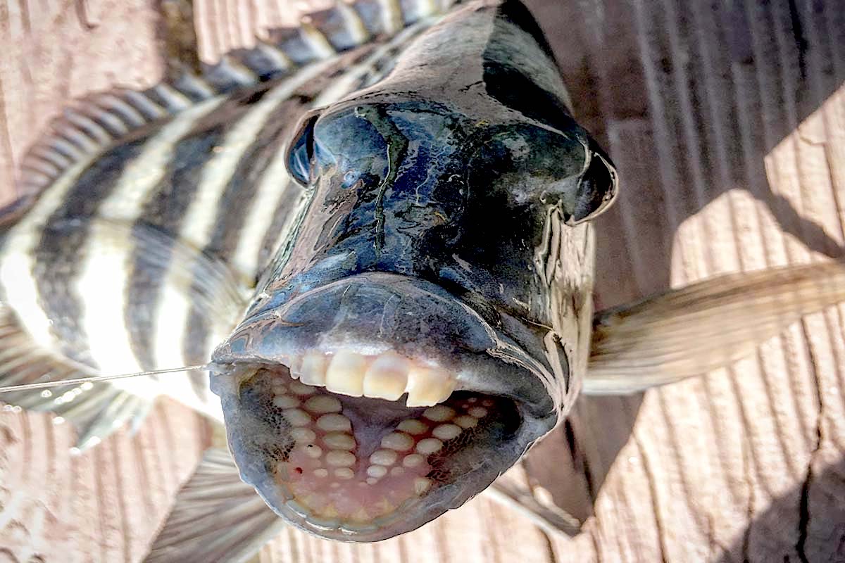 Toothy Fishing Baits Tactics Hot Spots For Sheepshead Game Fish