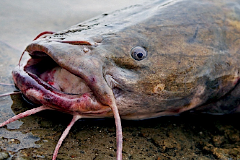 Late-Summer Hunting for Monster Flathead Catfish