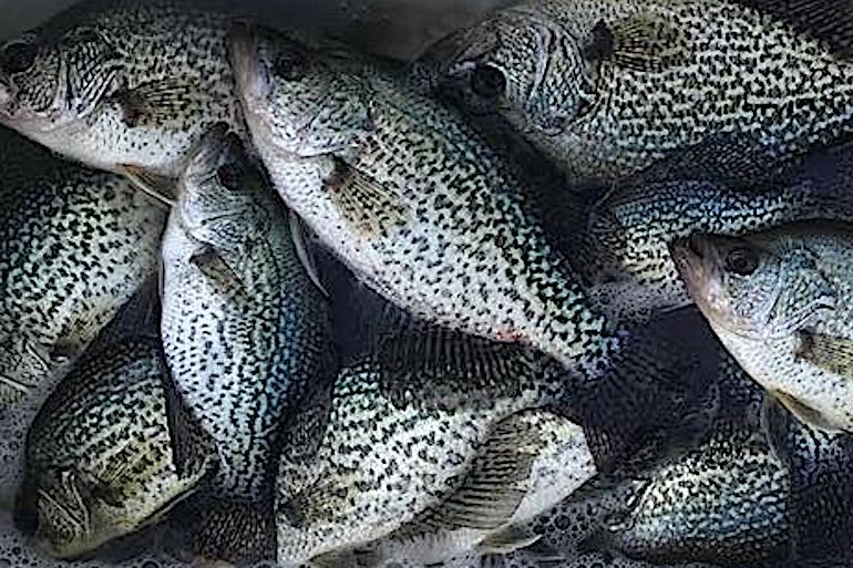 Slab Quest: 5 Best Crappie Lakes in the South