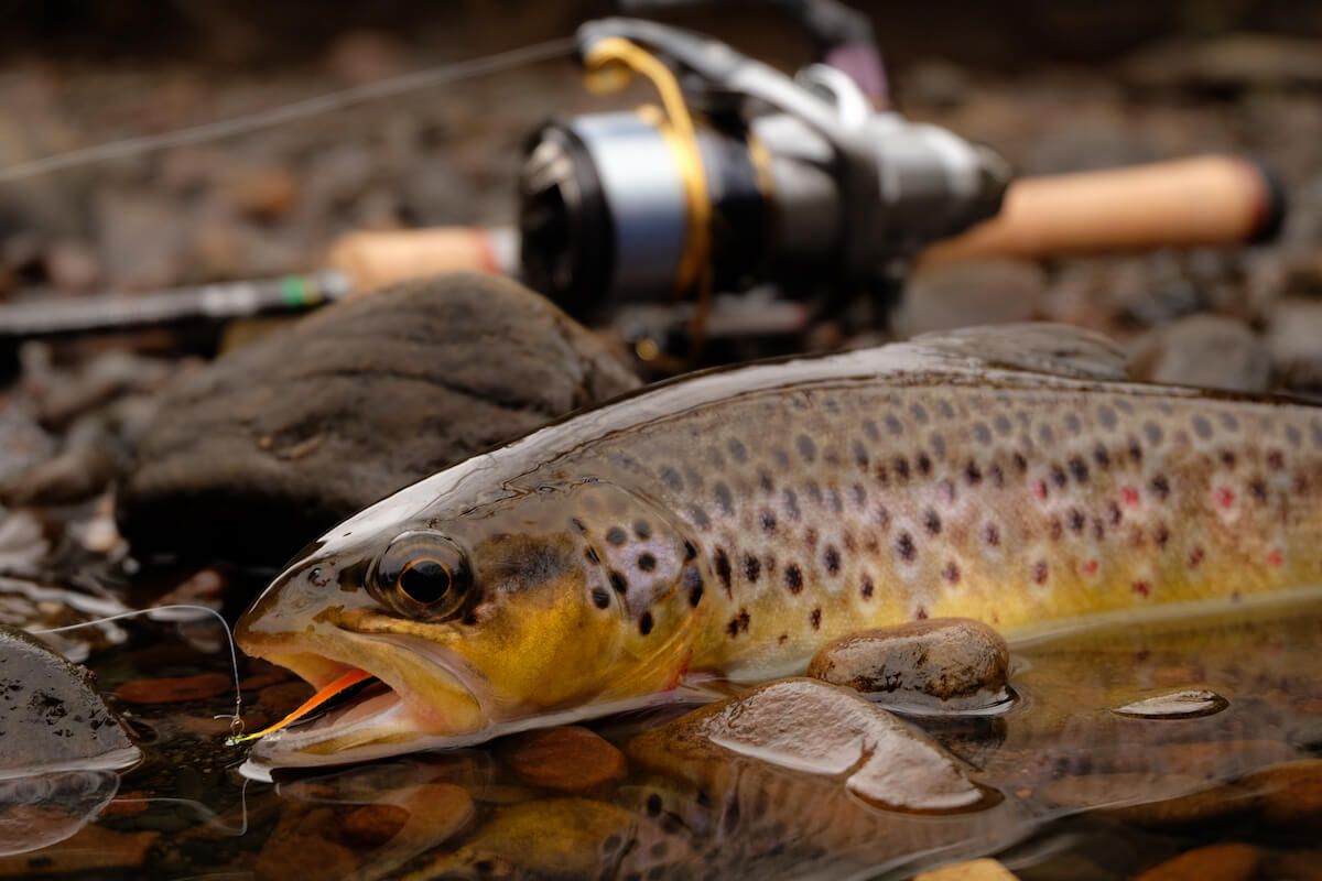 Think Small Lures to Turn on Big Fall Trout