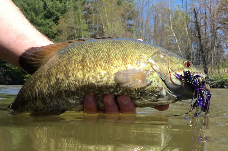 Solve the Pre-Spawn Puzzle for Smallmouth Bass - Game & Fish