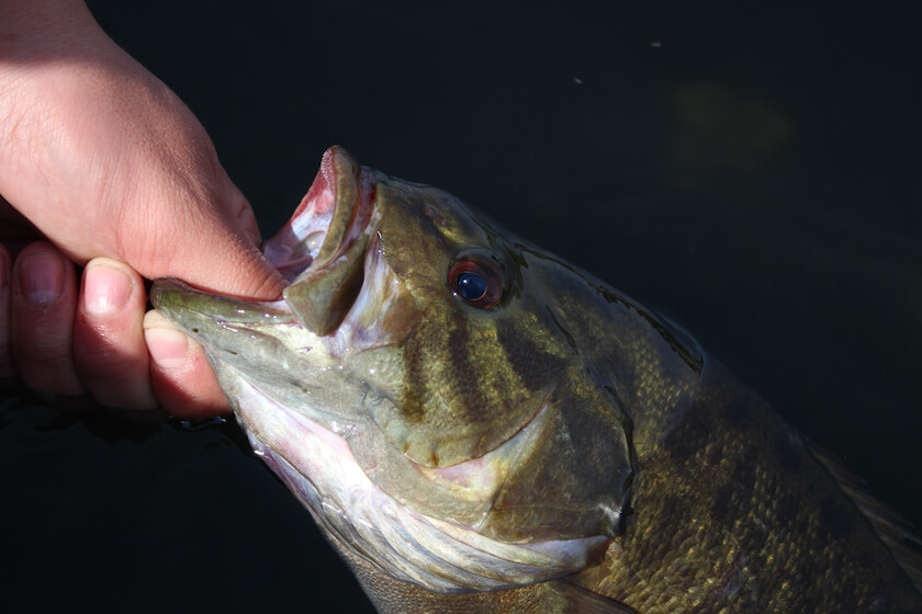 Top Lures and Tactics for Summertime River Smallmouth Bass