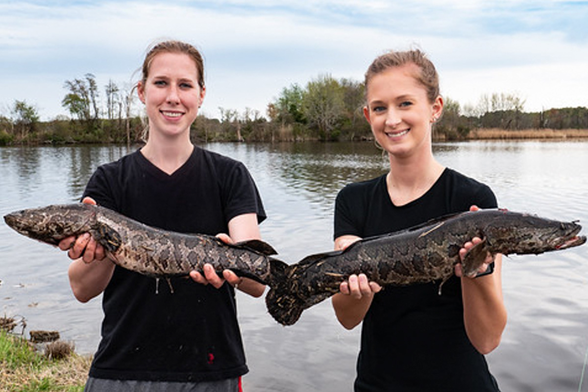 Catch a Tagged Snakehead, Earn Cash in Maryland Study